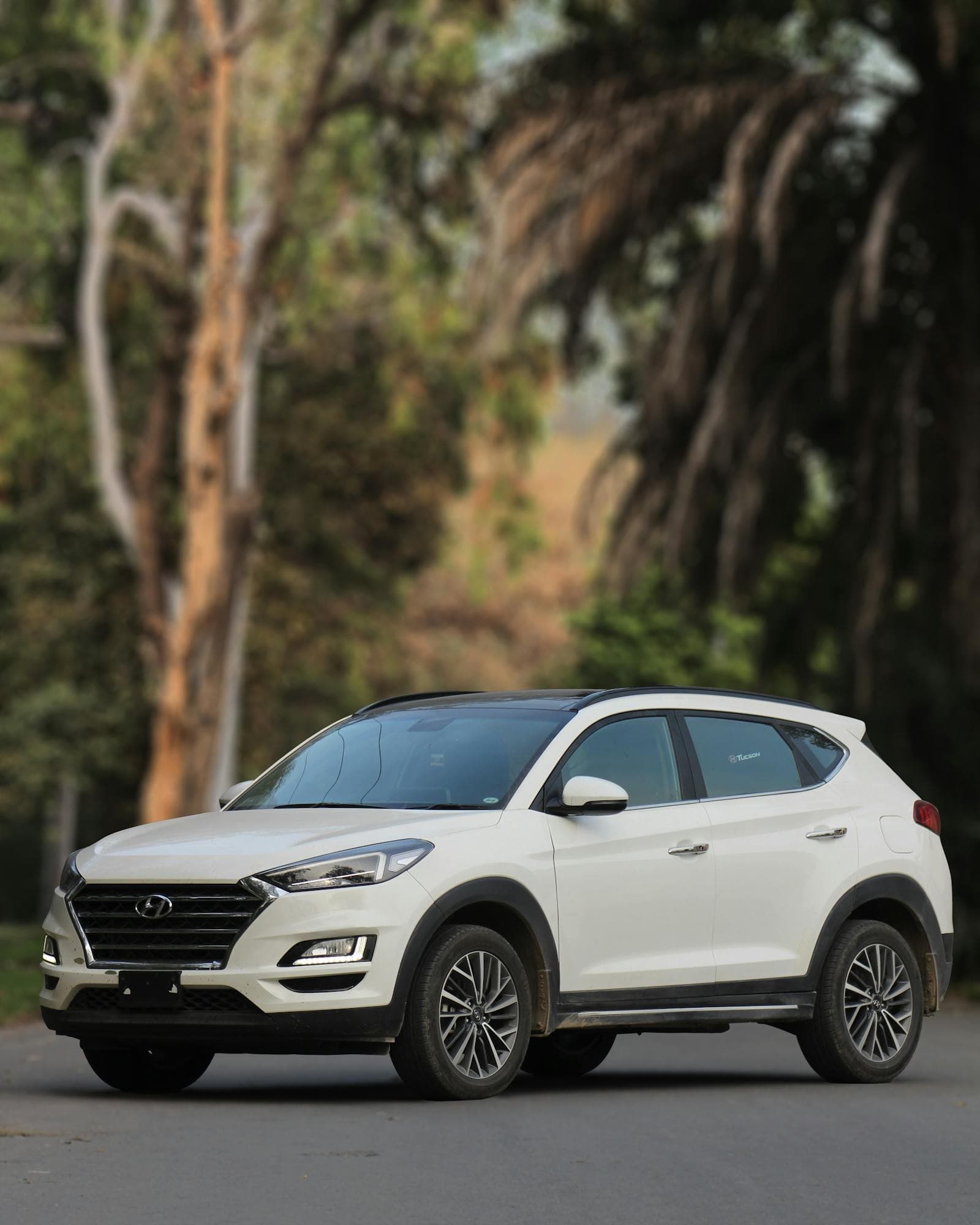 Modern white SUV parked under eucalyptus trees